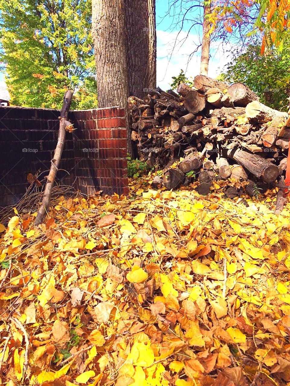 Shades of yellow leaves 