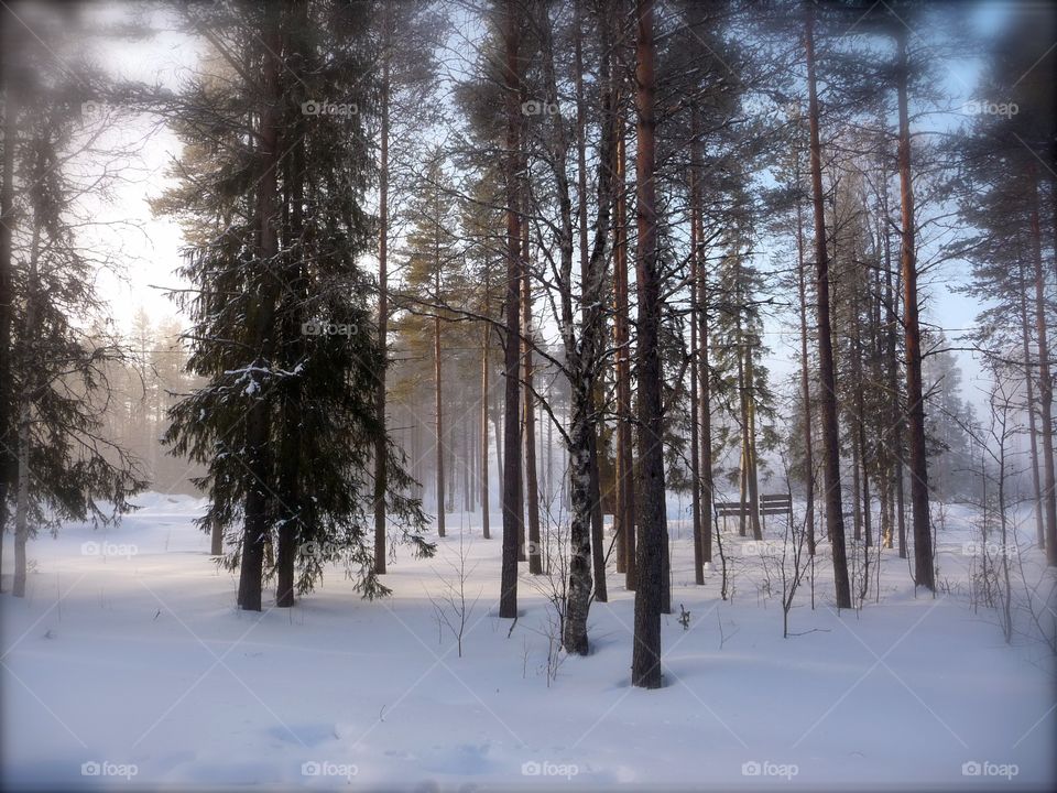 Magical Forest in Kuusamo