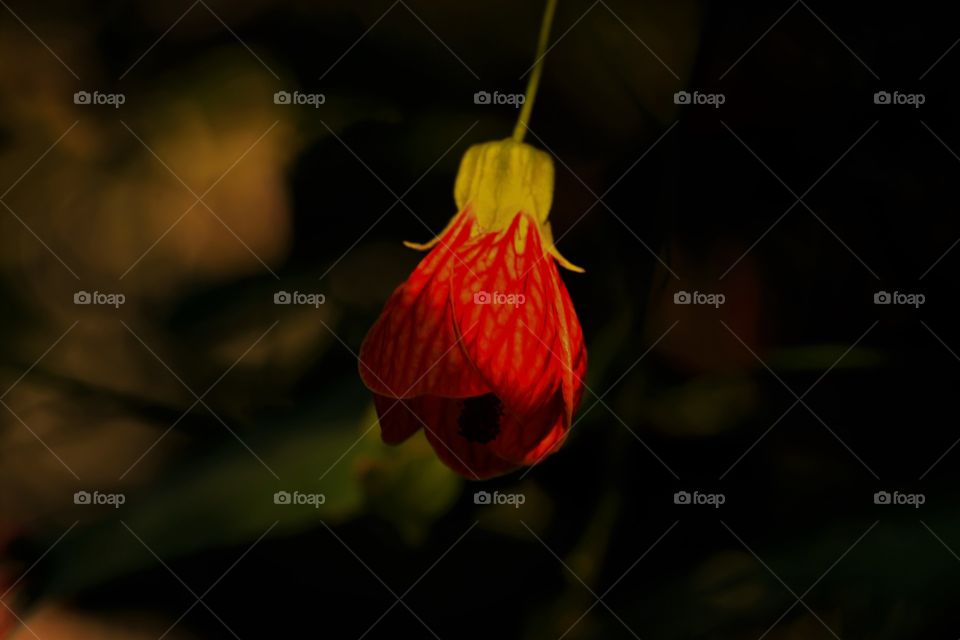 Flower dressed in red / Flor vestida de vermelho