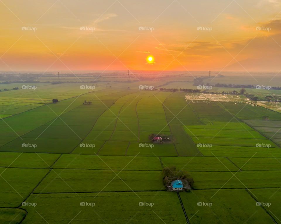 Aerial View of a wide Rice fields With some houses on the middle of the yards.
