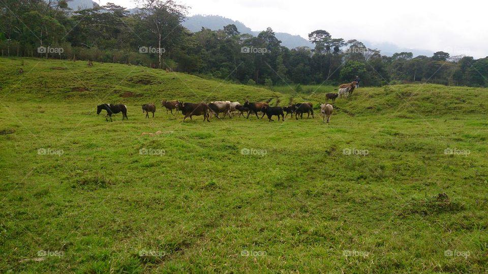 Cattle Herd 