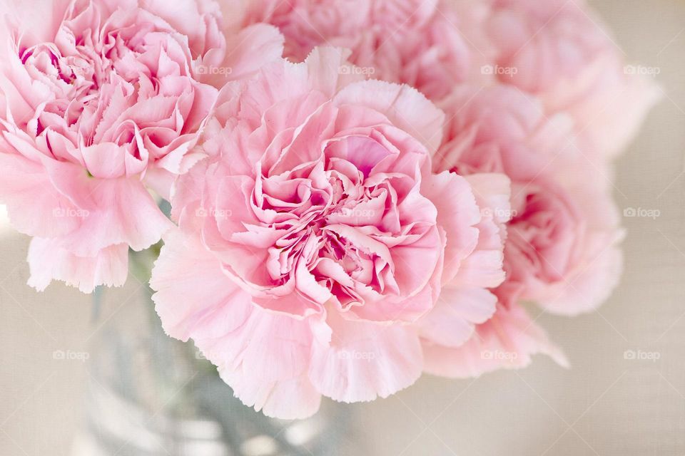 Beautiful carnations flowers