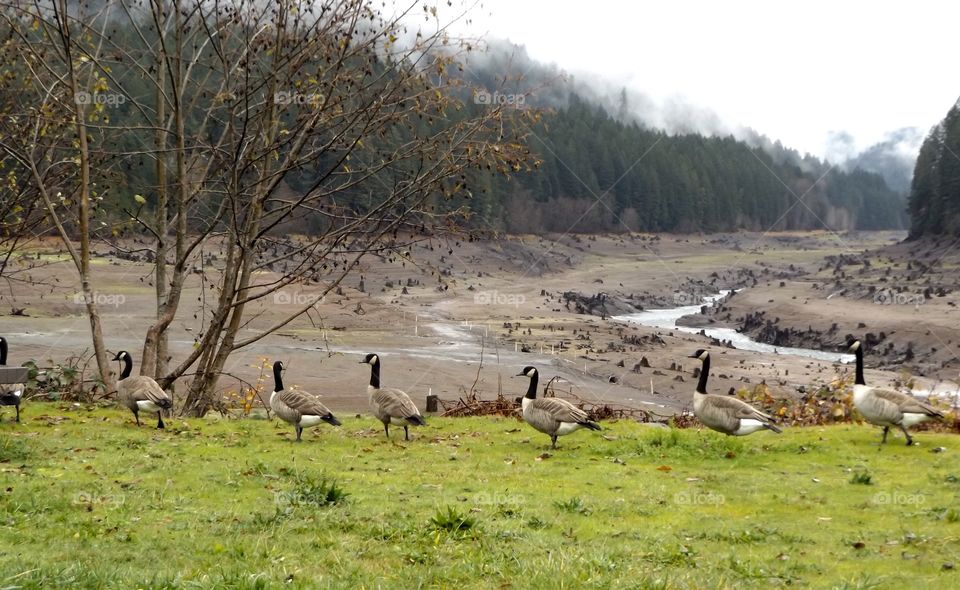 Canadian geese in a row