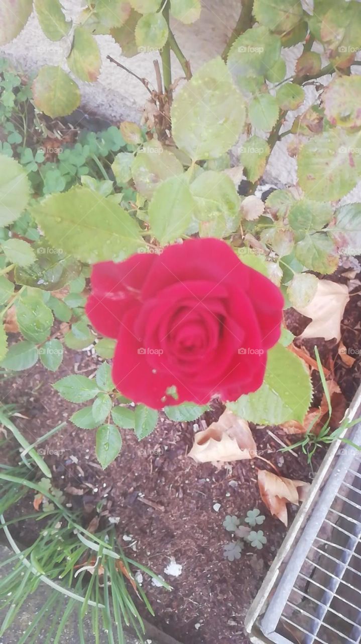 Rose 