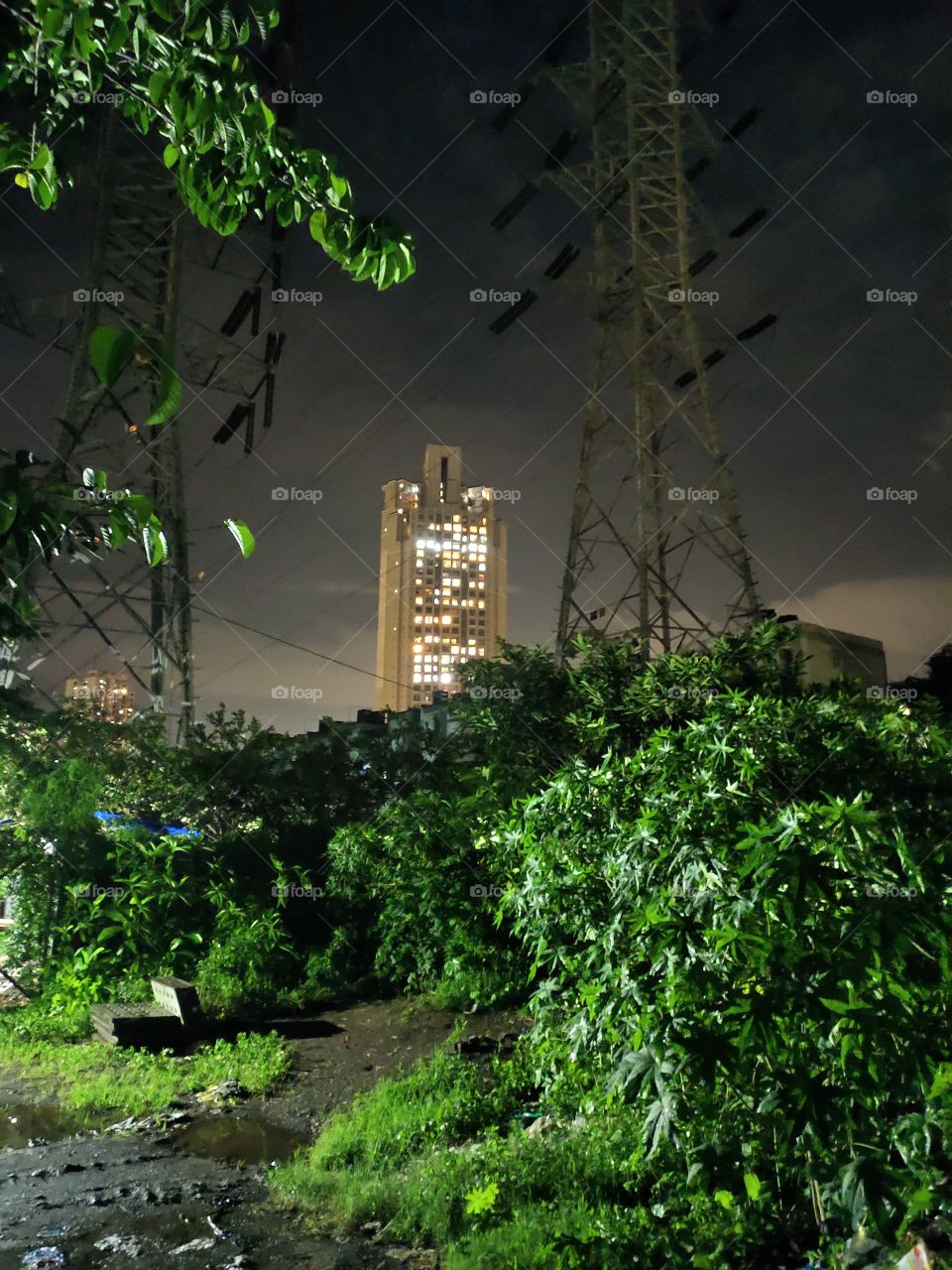 Beautiful Scenery
Bottom to Top
Dense Vegetation To Zenith Of Electric Pole and Illuminated Building 🏙️