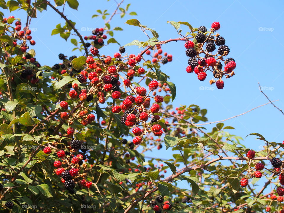 Close-up of red and blackberries on tree