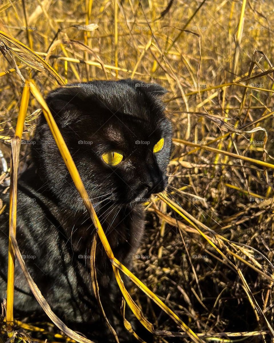 Black little panther hunting some spring golden sun in a bushy village field early in the morning 