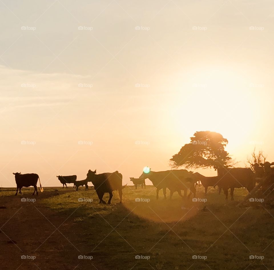 Cows at sundown 