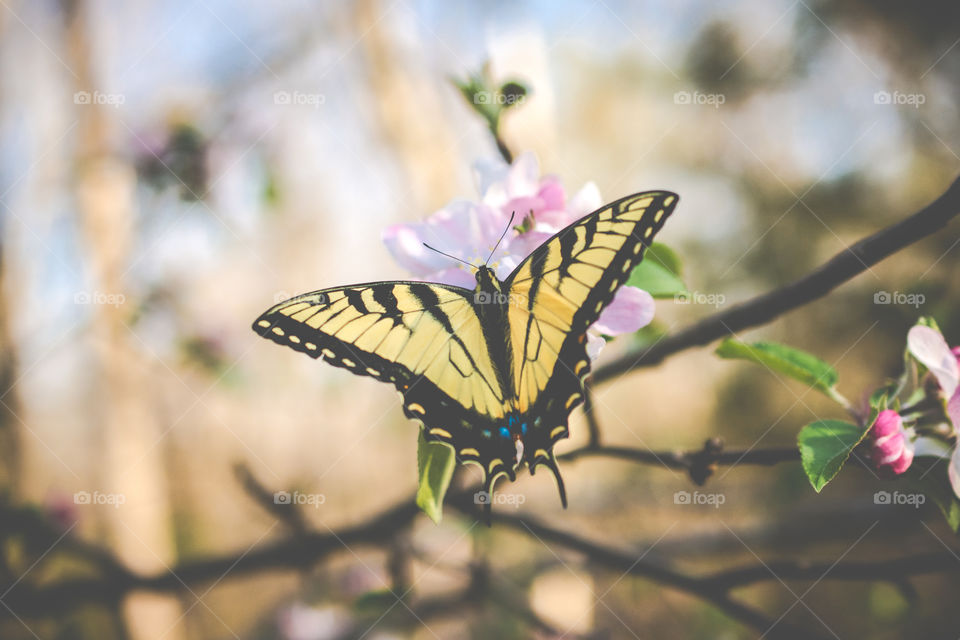 Yellow and Black Swallowtail Butterfly on Apple Tree Bloom 2