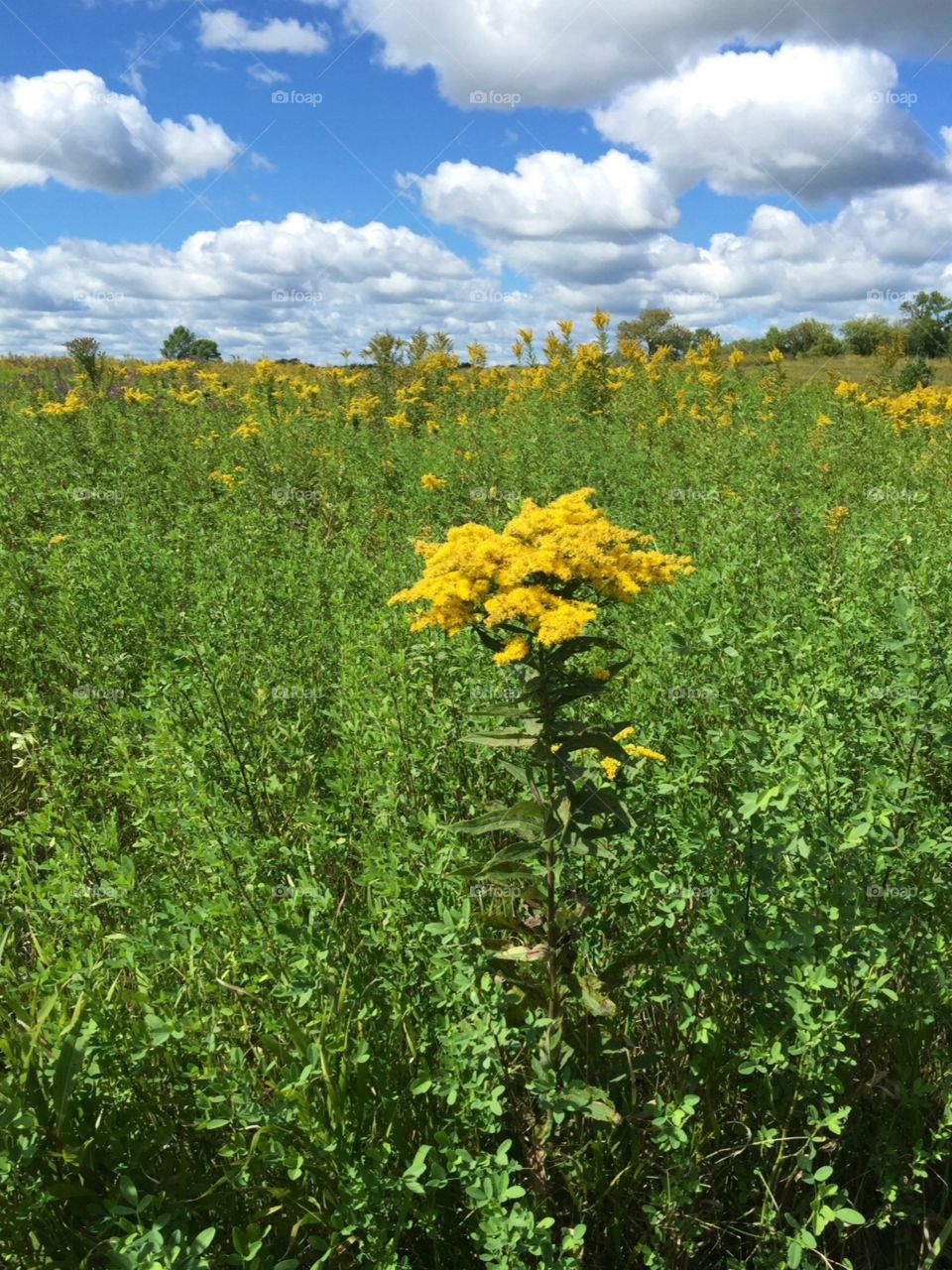 Midwest Prairie plants. Yellow Prairie plants , located at Kettle Moraine State Park in Wisconsin .