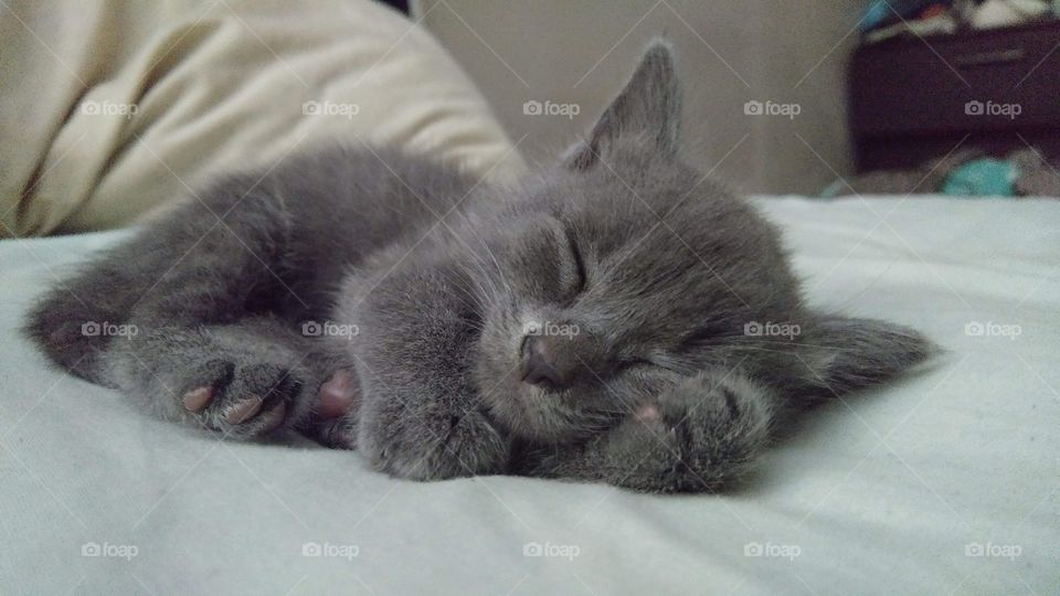 Fuzzy fluffy baby Brave kitty sleeping soundly Russian blue passed out cat naps 