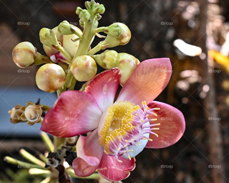 Flor exótica