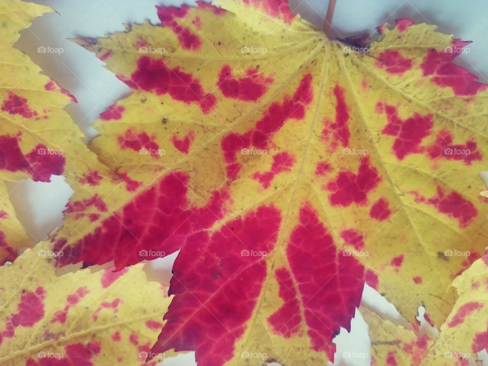 Yellow red fall colors