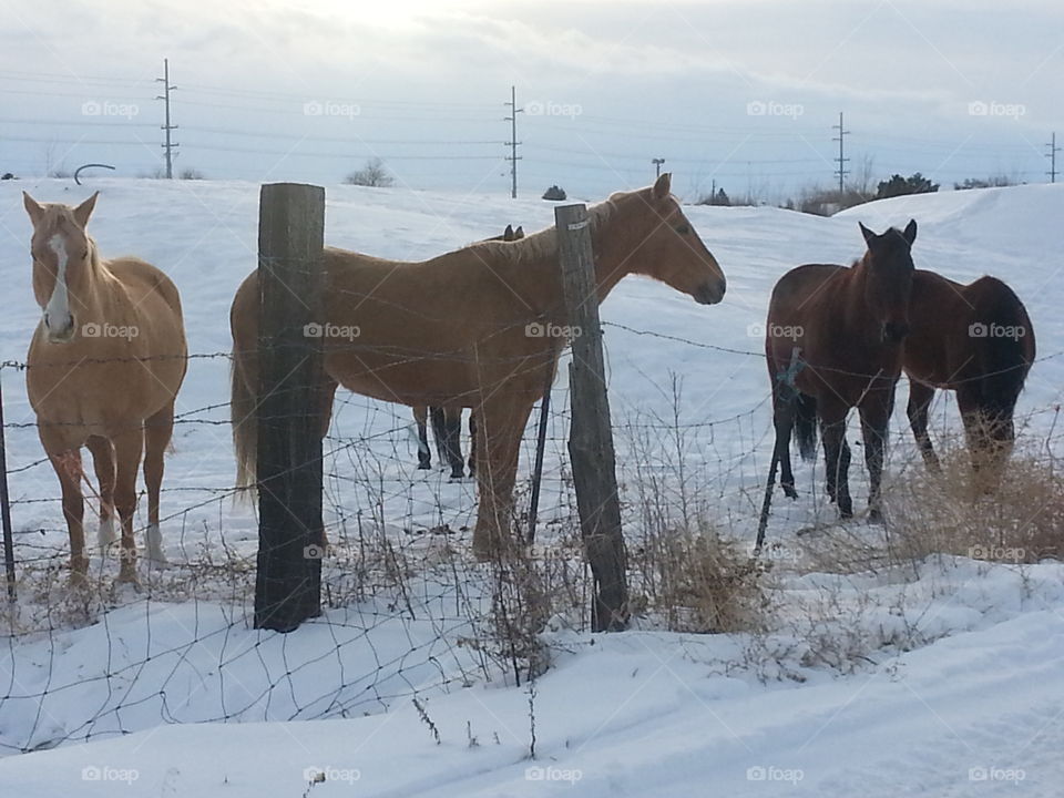 Mammal, Winter, Cavalry, Snow, Horse