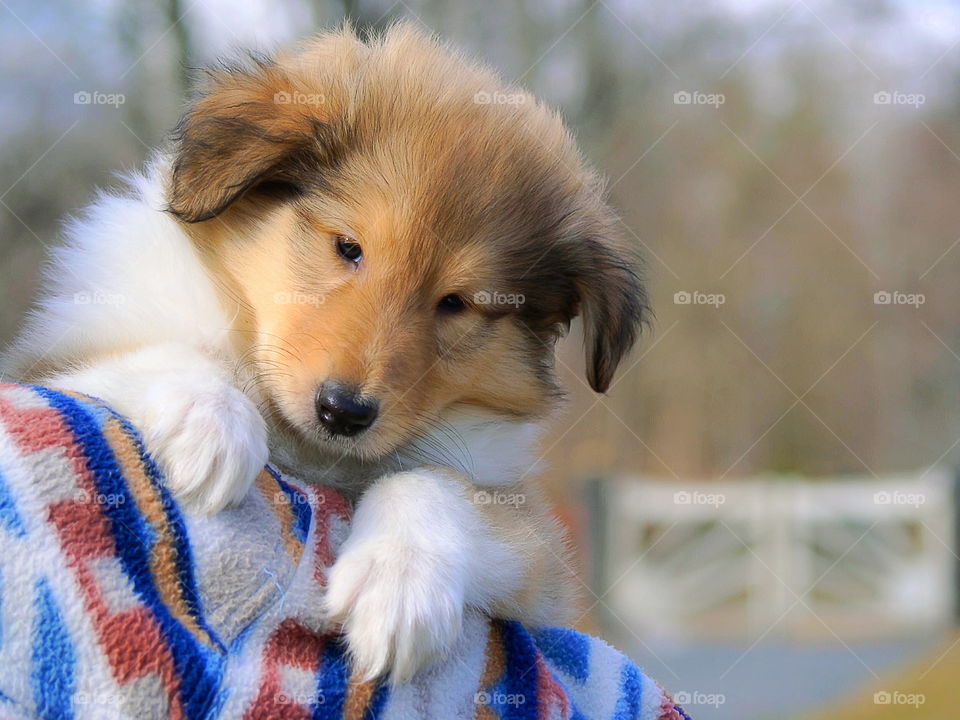 Close-up of a puppy