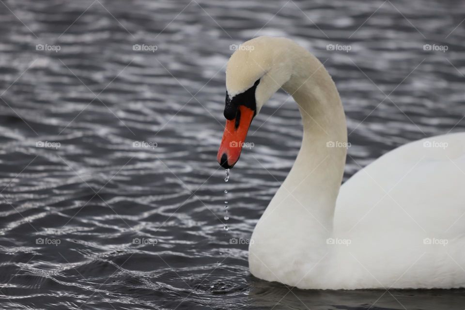 Swan profile 