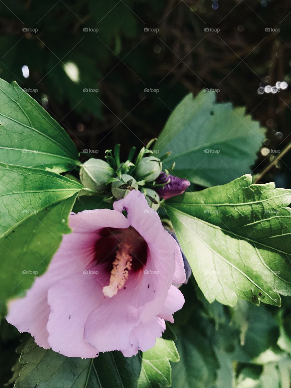 A pink flower along with baby buds ready to bloom. 