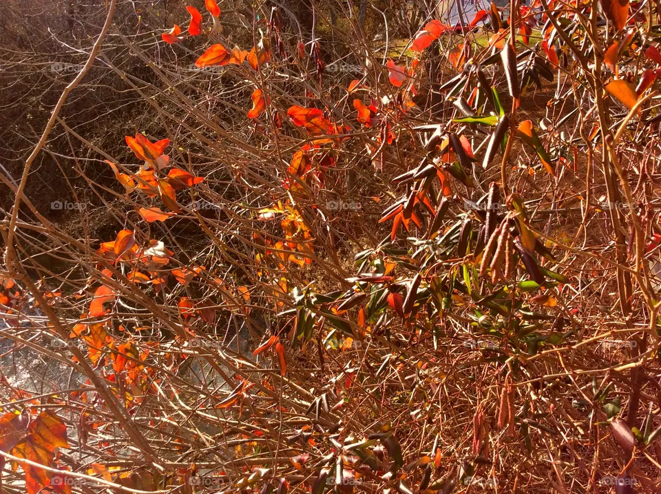 Red bush
