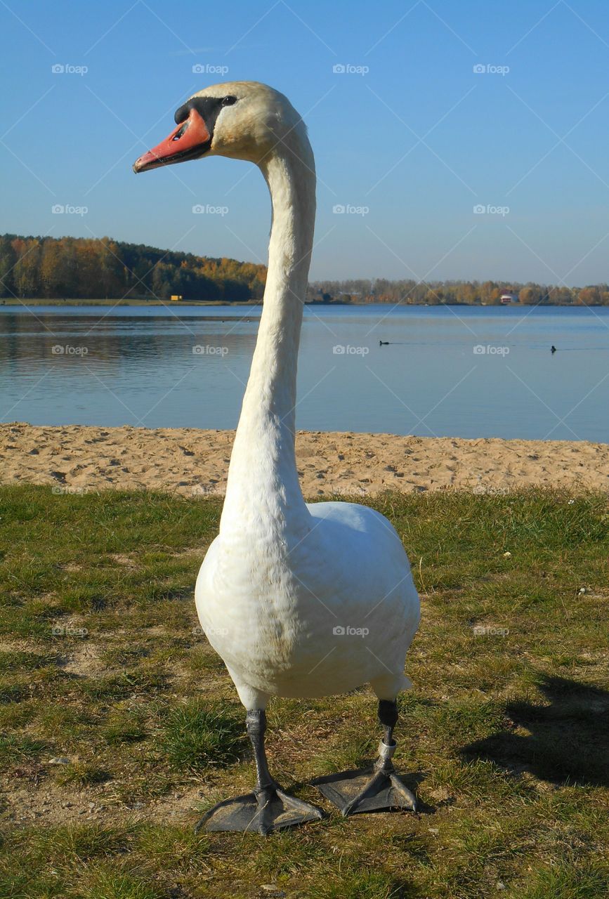 swan on a lake