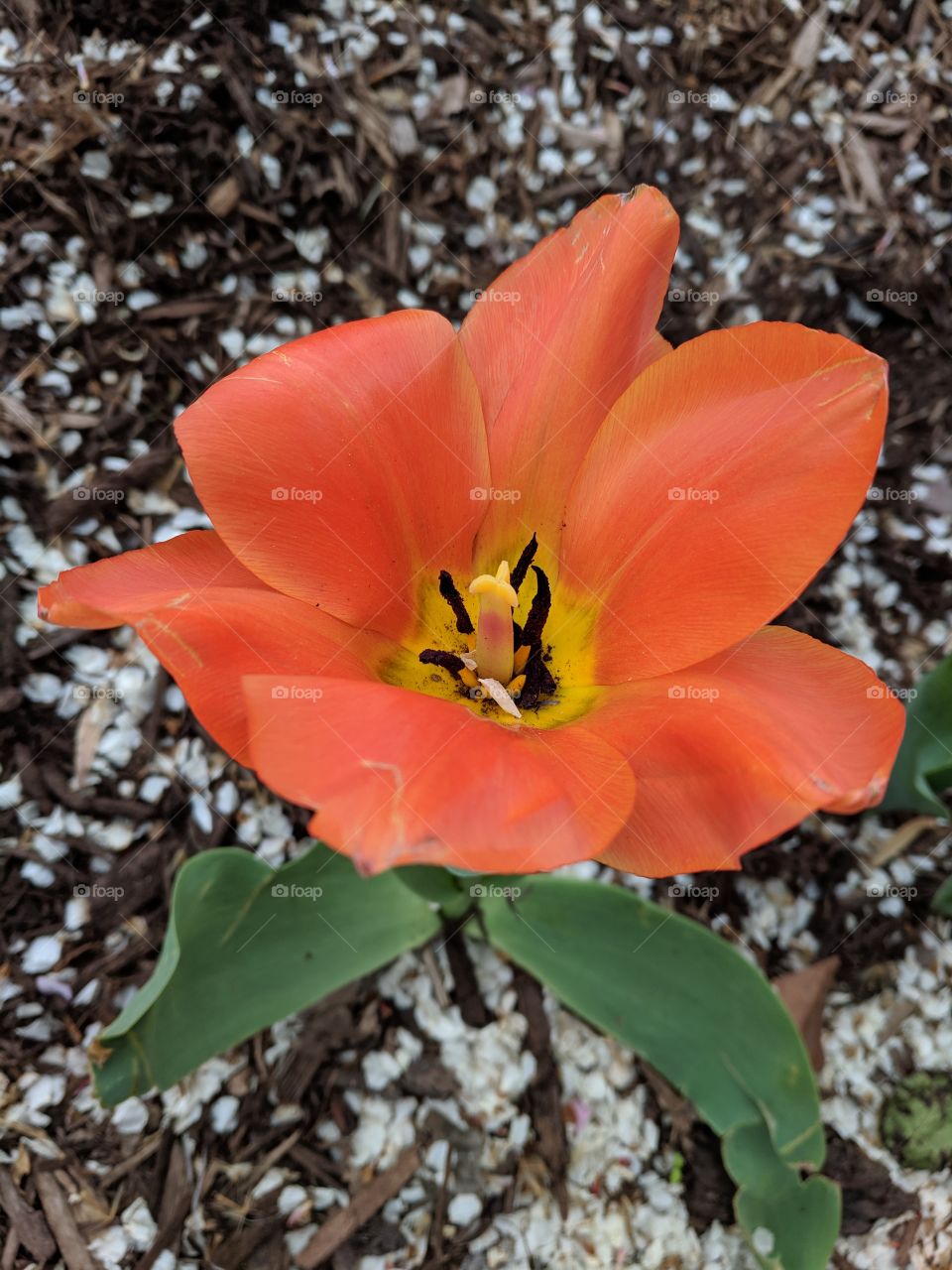 tulip