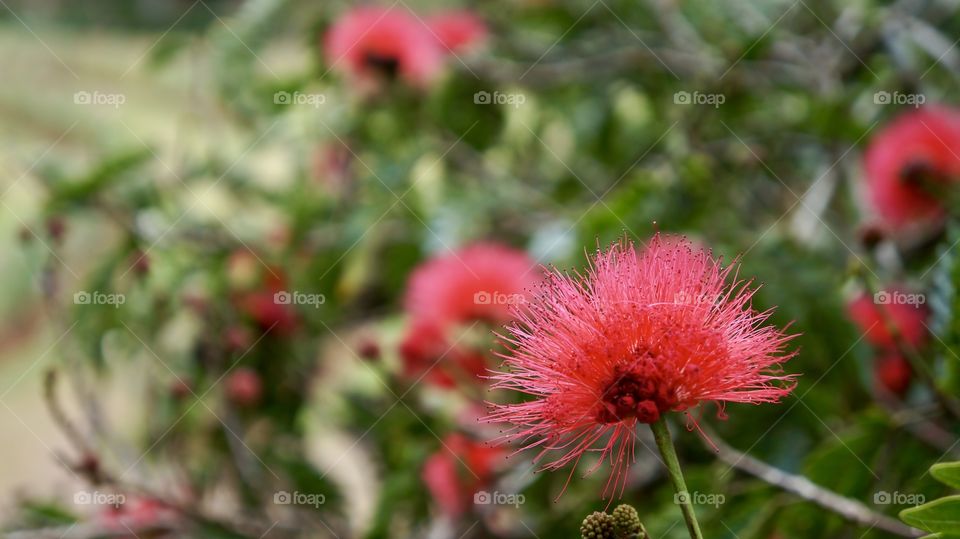 Bright Red Flower in Botanical Garden - Sri Lanka
