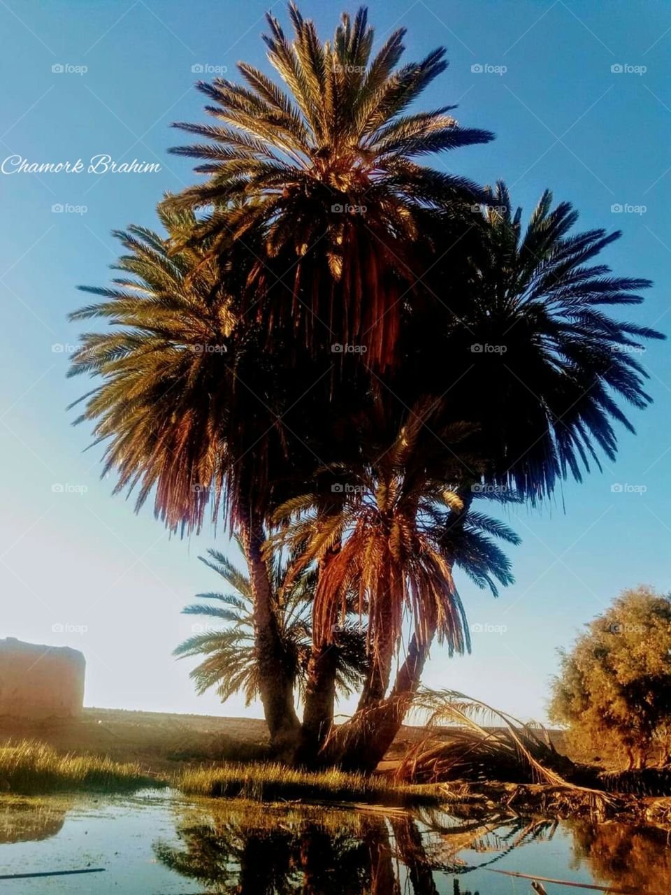 A palm tree in a oasis in the region of Guelmim