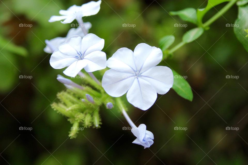 White Flower 