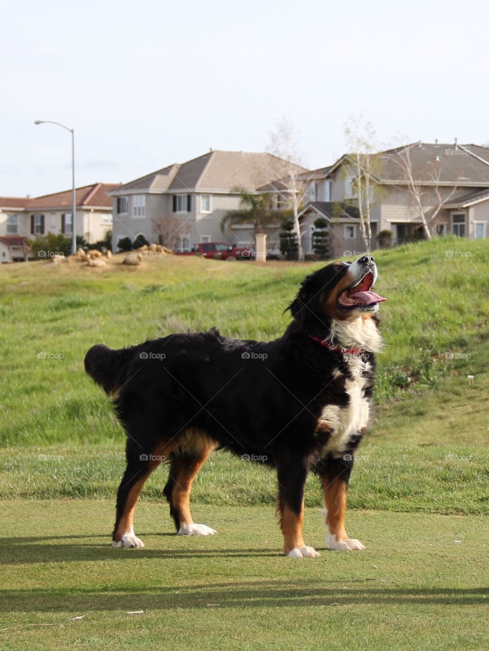 Dog mountain Bernese 