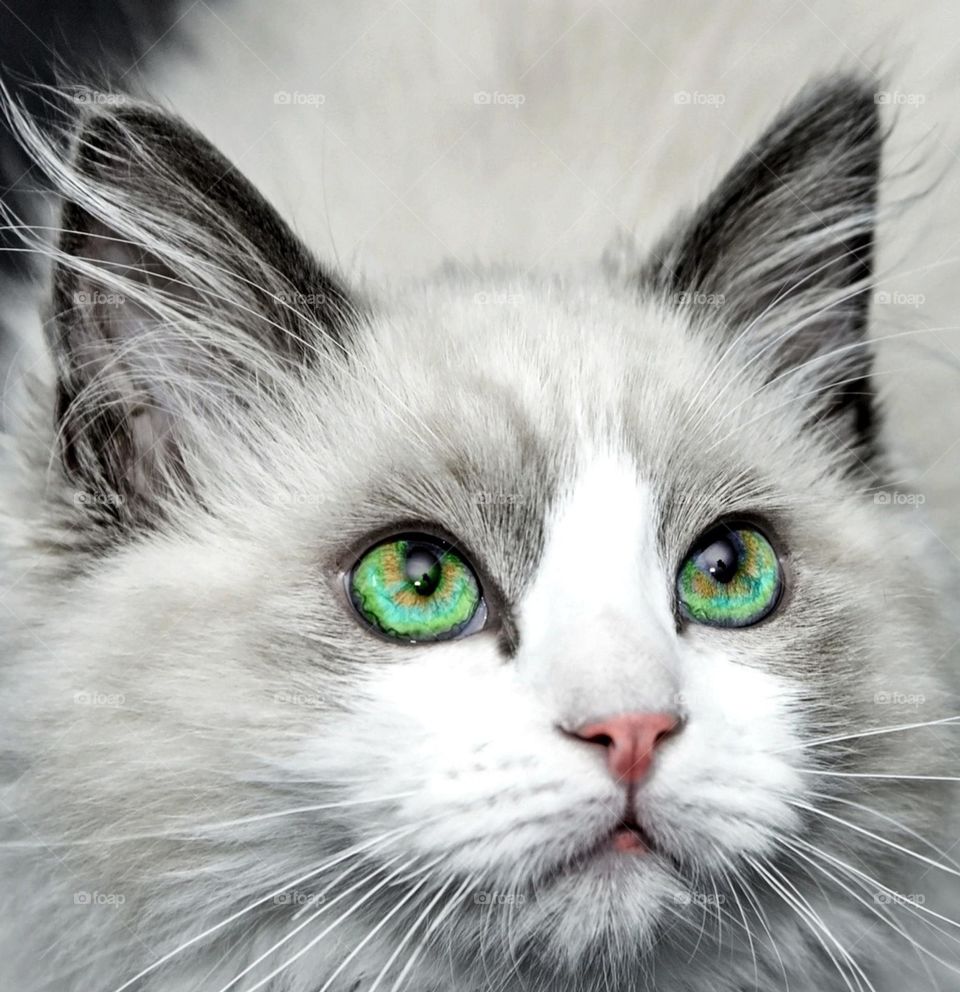 be authantic : animals eyes