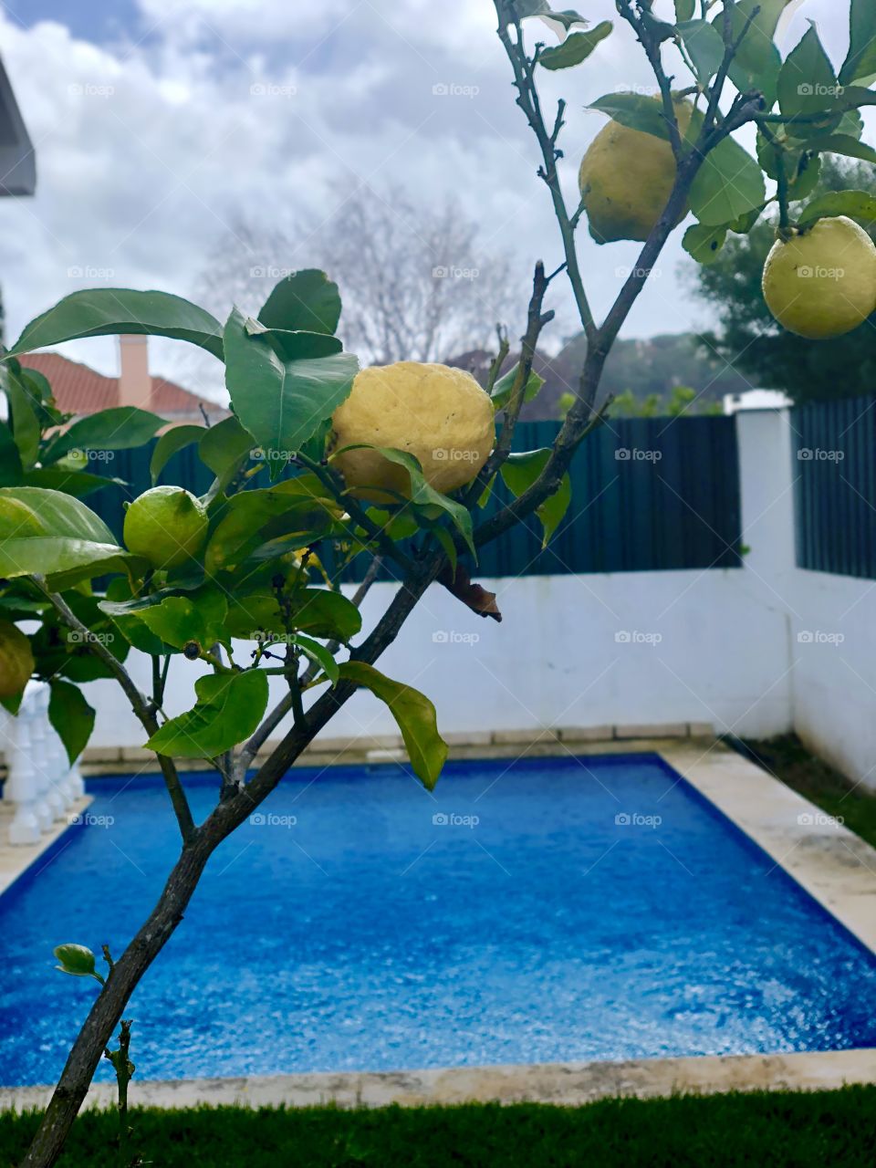 Lemons and pool. What a treat!