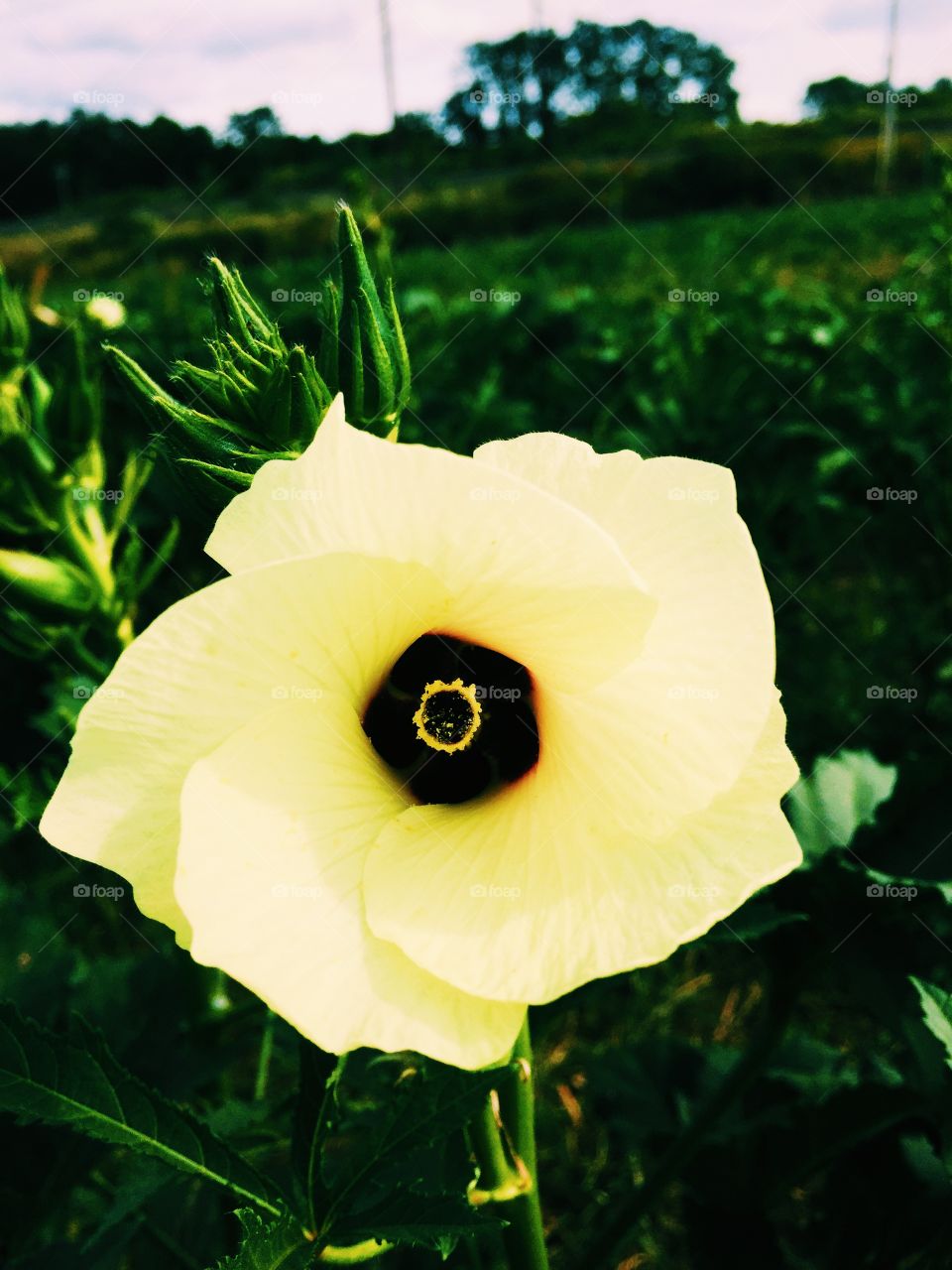 Mellow Yellow. Beautiful flowers at the Styers apple orchard in Langhorne, PA