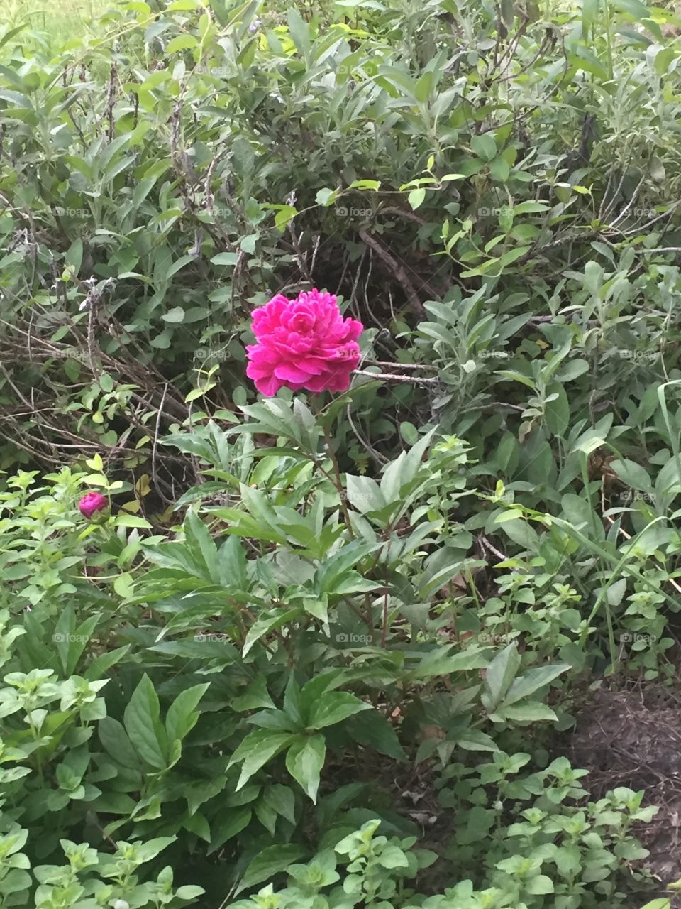 Flower growing in the wild