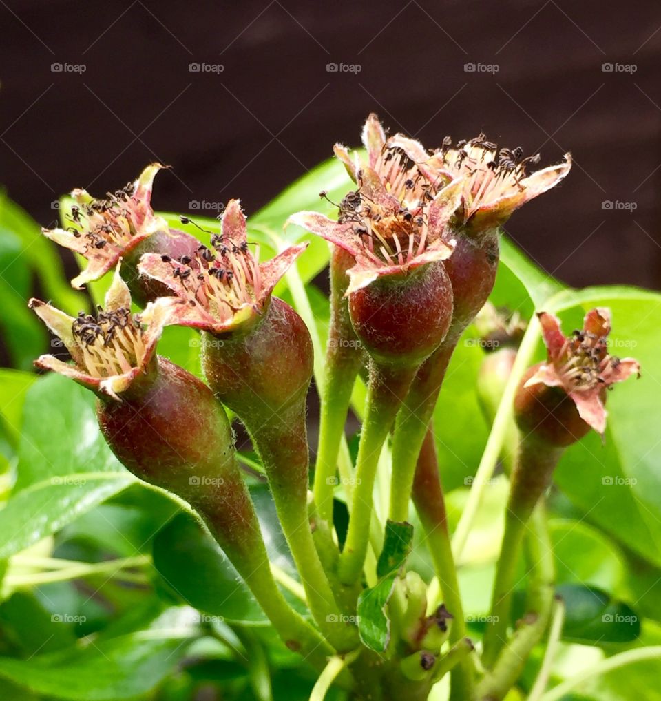 Pear tree growing in my garden 