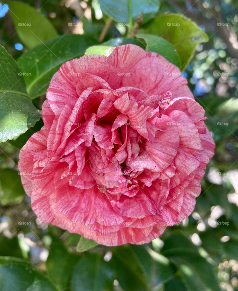 🌹 🇺🇸 Very beautiful flowers to brighten our day.  Live nature and its beauty. Did you like the delicate petals? / 🇧🇷 Flores muito bonitas para alegrar nosso dia. Viva a natureza e sua beleza. Gostaram das pétalas delicadas? 