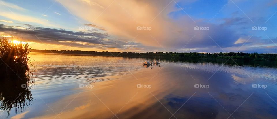 beatiful reflection of the sun set in the water and sweeming swan trying to strach  the light