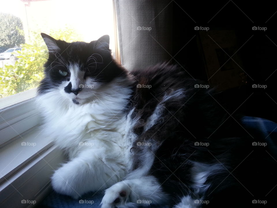 Cat, Pet, Portrait, Mammal, Animal