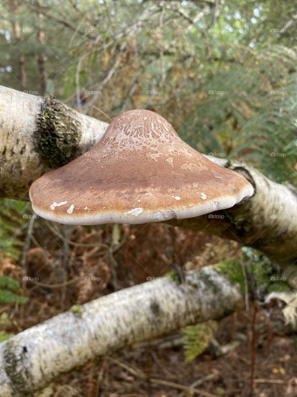 Treasures of the forest 