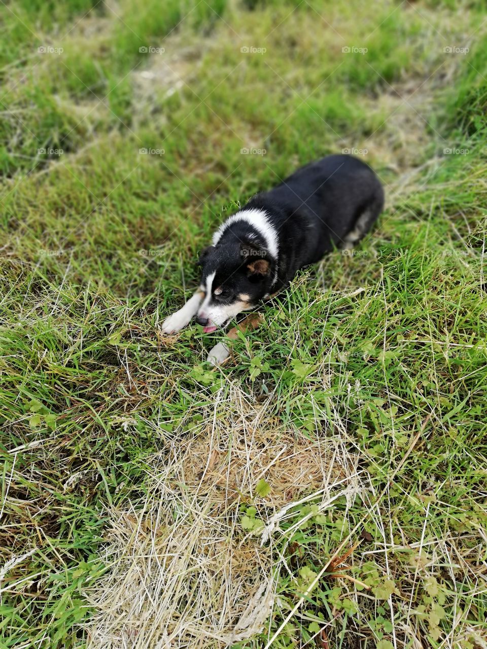 Little black dog lying in a field