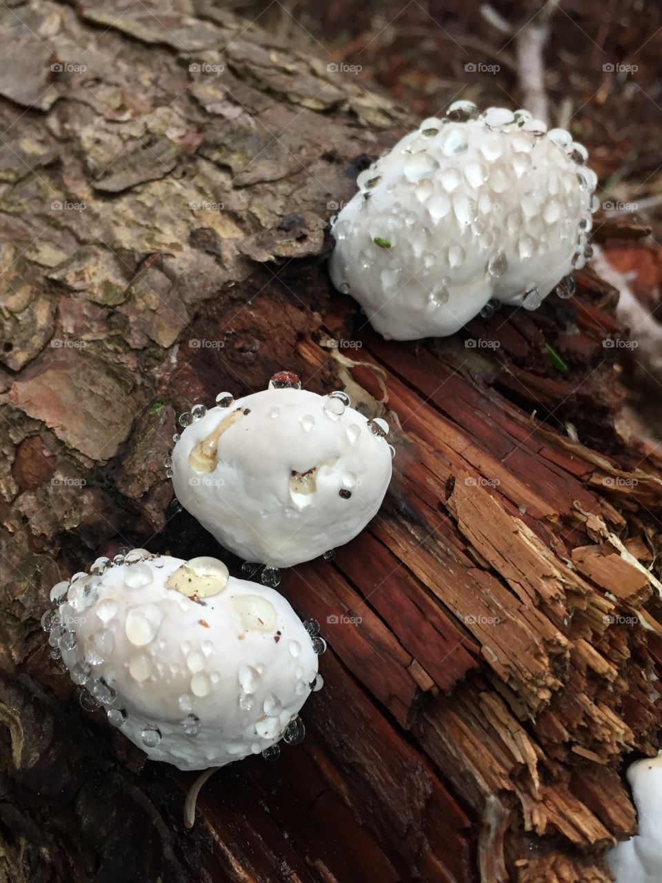 White mushrooms on a log