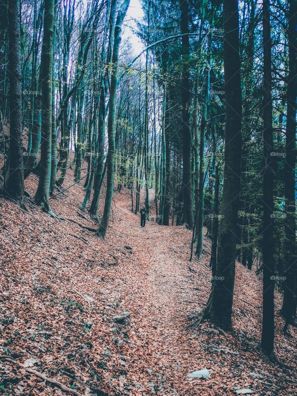 walking in to the woods