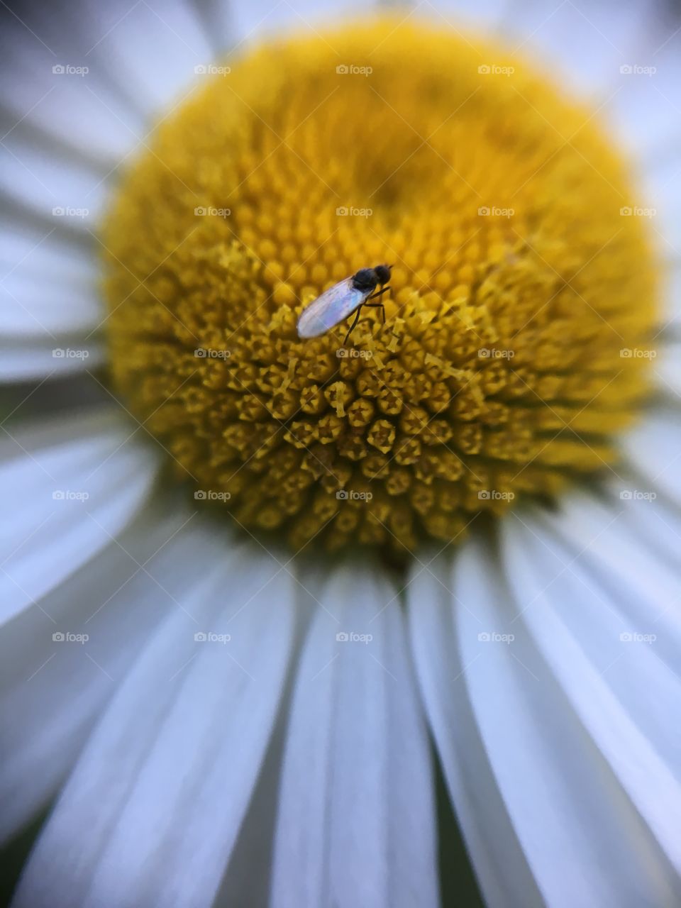 Gnat on daisy