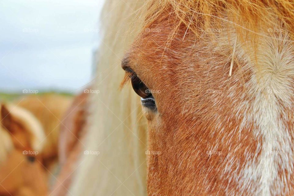 Icelandic Horse. Horseback riding in Iceland