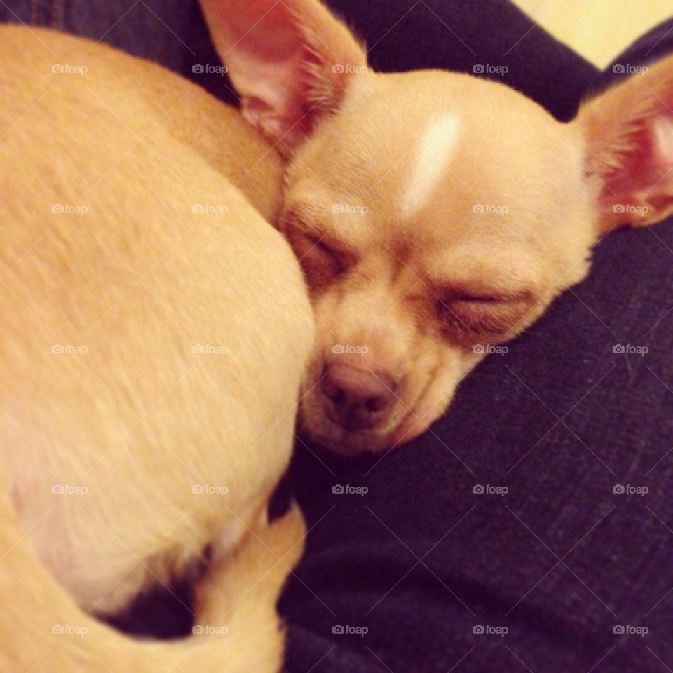 dog cute chihuahua sleepy by severina1