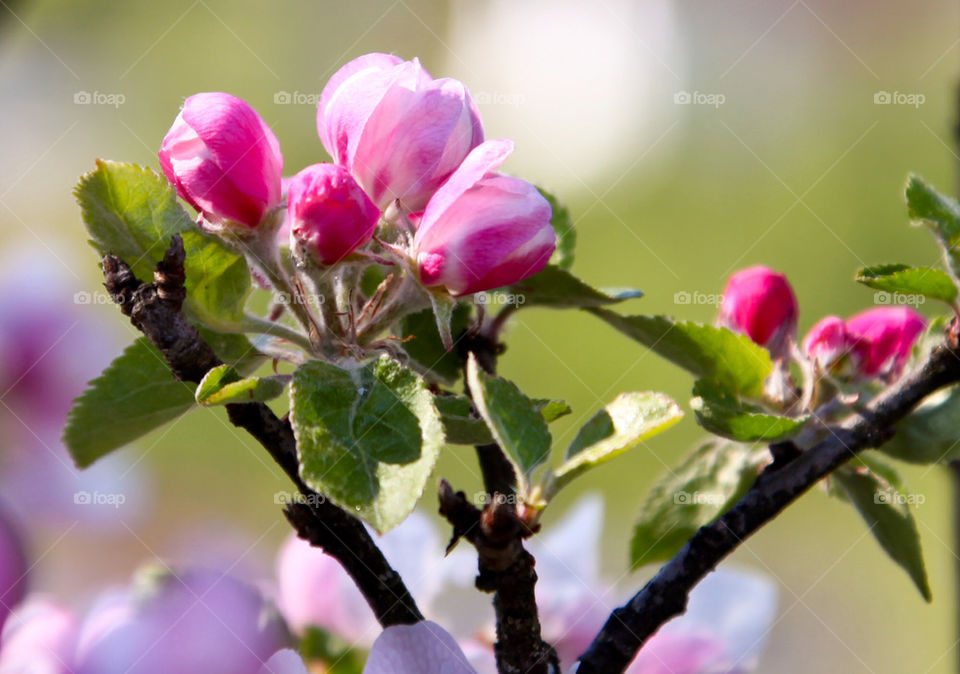 Apple blossom.