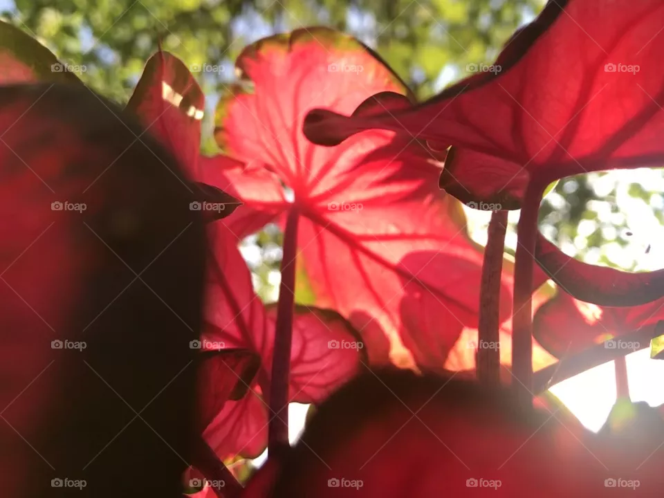 Sunlight leaves