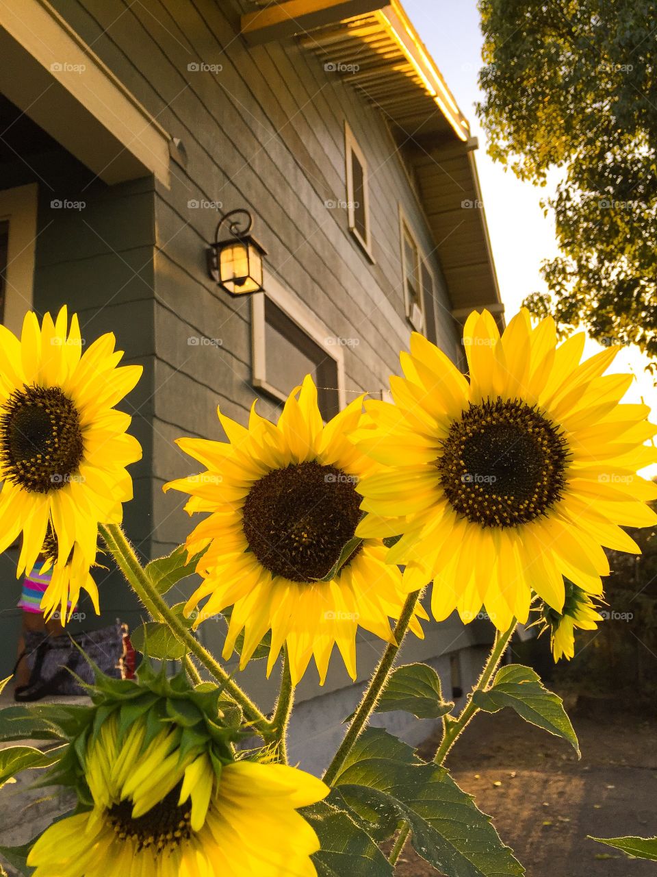 Sunflowers 