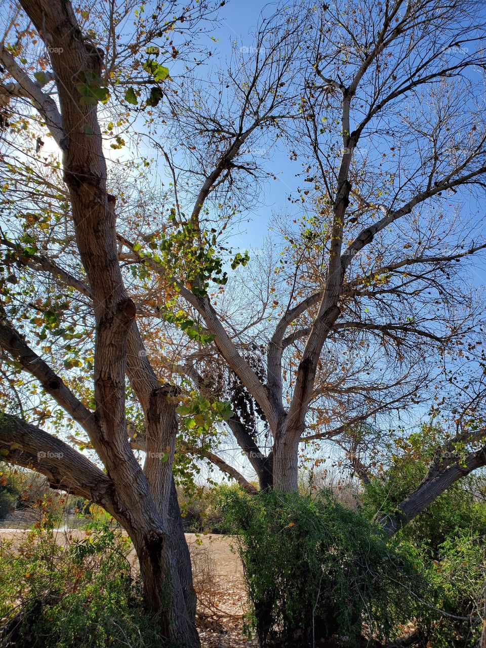 First Buds of Spring on the Trees