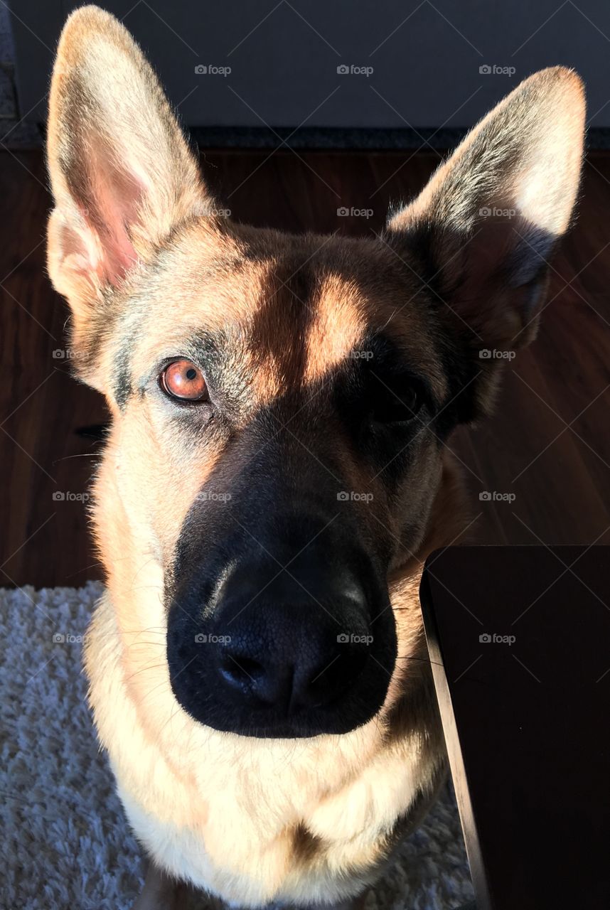 The most vibrant red/brown eyes, and the best German Shepherd dog. 