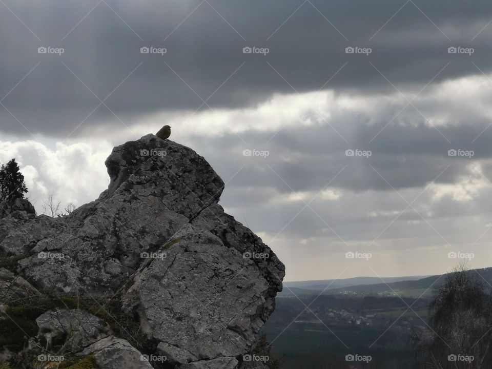 A bird on a rock