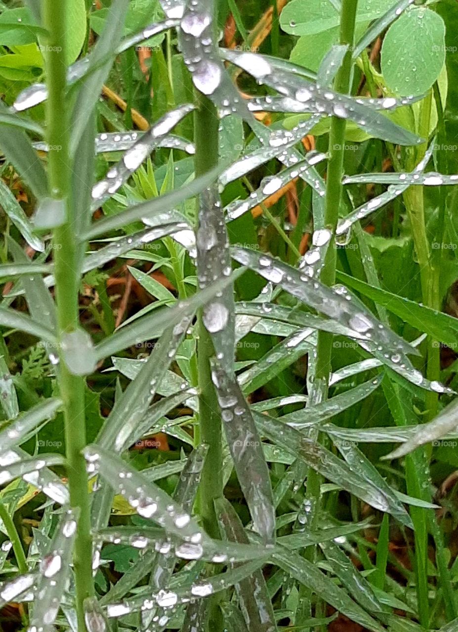 Im Feld nach dem Regen - Blick aus Mäuseperspektive